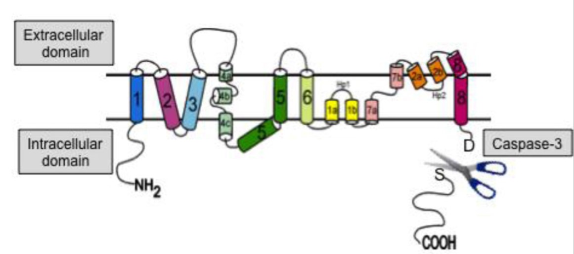 Caspase-3 cleavage occurs at a conserved consensus site within the cytosolic c-terminus domain of EAAT2.jpg